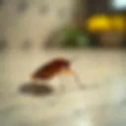 Close-up of a cockroach on a surface