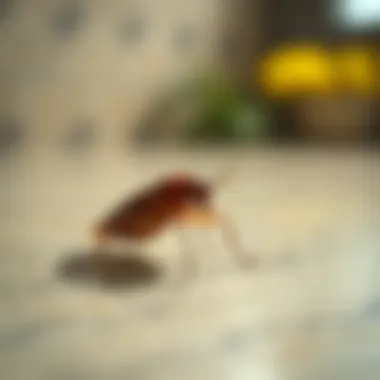 Understanding Cockroach Behavior Close-up of a cockroach on a surface