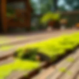 Vibrant green mold on a wooden deck