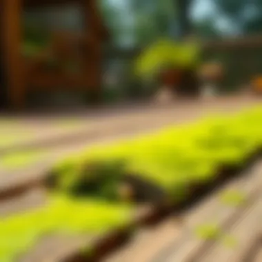 Vibrant green mold on a wooden deck