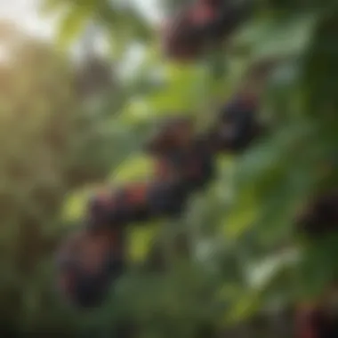 Close-up of elderberries on branches with vibrant leaves