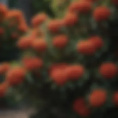 Close-up of a well-maintained shrub displaying healthy foliage