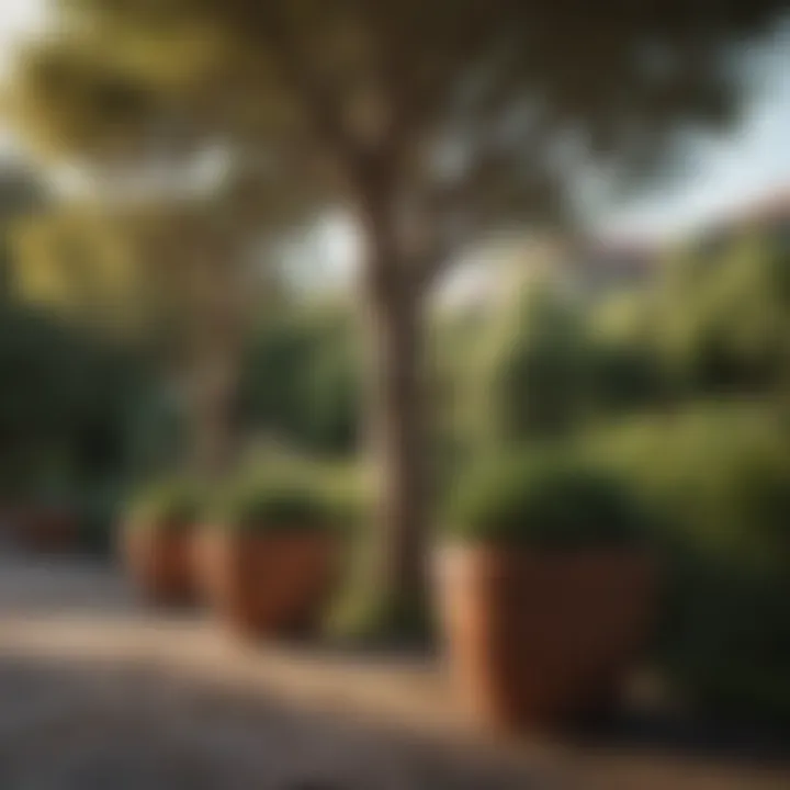 Stunning landscape enhanced by strategically placed tree pots