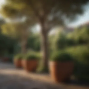 Landscape Enhancement with Tree Pots Stunning landscape enhanced by strategically placed tree pots
