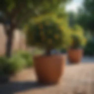 Maintenance of Outdoor Tree Pots Well-maintained large outdoor tree pot with vibrant flora