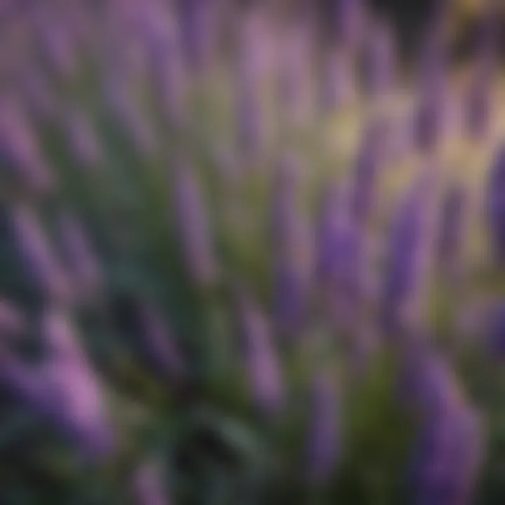 Close-up of lavender flowers showcasing their vibrant colors