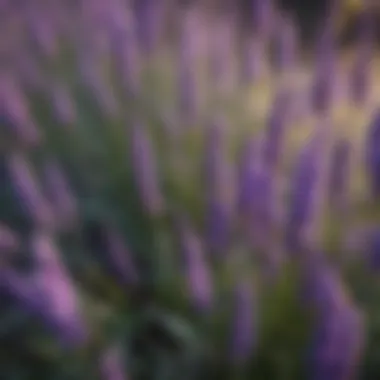 Close-Up of Vibrant Lavender Flowers Close-up of lavender flowers showcasing their vibrant colors