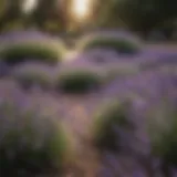 Diverse lavender species thriving in a garden setting
