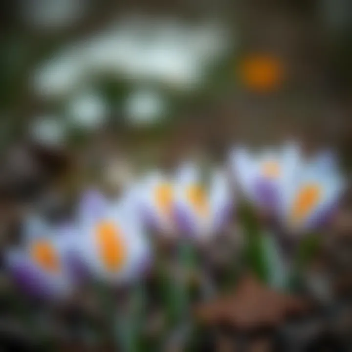 Close-up of blooming mini crocus flowers in a garden setting