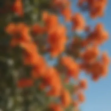 Close-up view of vibrant orange bougainvillea flowers in full bloom against a blue sky