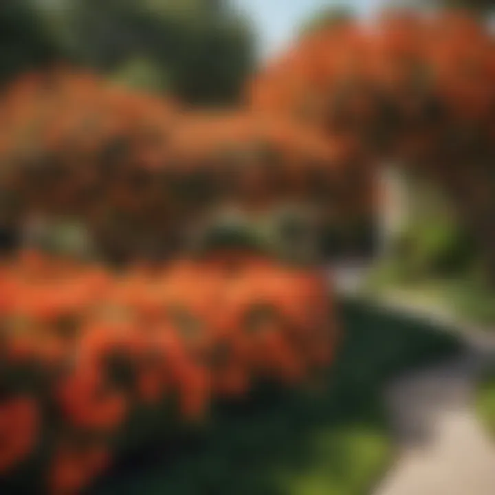 A beautifully landscaped public park featuring orange bougainvillea as a focal point among other plants