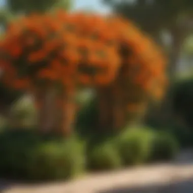 A lush garden showcasing orange bougainvillea climbing on a trellis surrounded by greenery