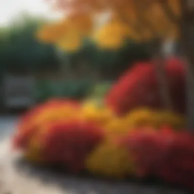 Stunning Foliage Display in Nature Red and yellow foliage in an outdoor setting