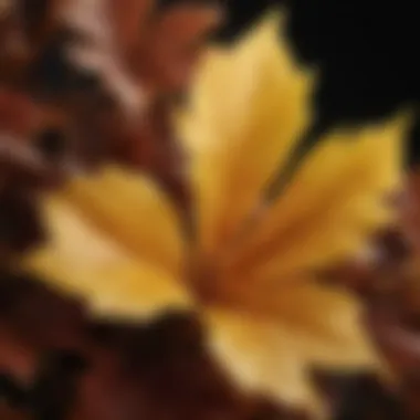 Captivating Yellow Leaf Patterns Yellow leaf plant with intricate patterns