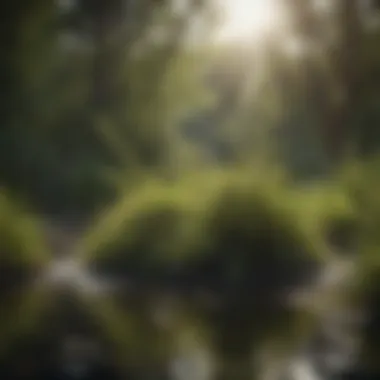 Ecological Role of Wetland Shrubs Ecological impact of wetland shrubs in natural habitat