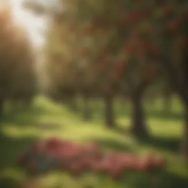 An orchard with various apple trees representing different climates