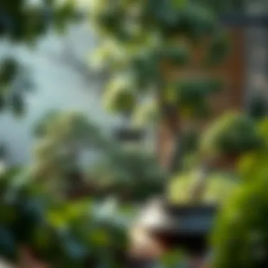 Bonsai trees beautifully arranged in a serene garden setting