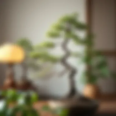 An elegant bonsai tree styled in traditional Japanese design