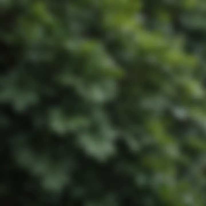 Close-up of healthy shrubs showcasing leaf patterns
