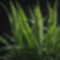 Lush corn plant showcasing vibrant green leaves