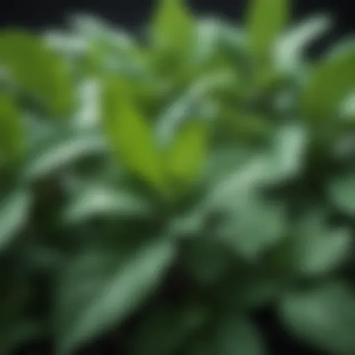 A detailed view of peppermint leaves showcasing their vibrant green color and texture.