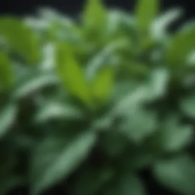 Vibrant Peppermint Leaves A detailed view of peppermint leaves showcasing their vibrant green color and texture.