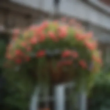 A wide variety of plants suitable for 9 inch hanging baskets displayed together