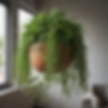 Close-up of vibrant green herbs thriving in a stylish hanging planter