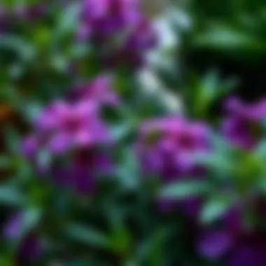 Close-up of vibrant purple blooms among lush green foliage