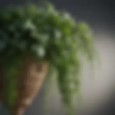 A close-up view of the intricate details of a rare hanging plant species.