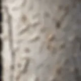 Close-up of white clump birch bark showcasing its unique texture