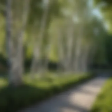 A well-maintained garden featuring white clump birch trees integrated into the landscape
