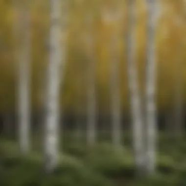 Different varieties of white clump birch trees displayed in a nursery setting