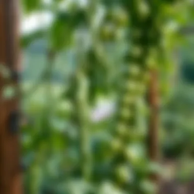 Healthy bean plants climbing a trellis