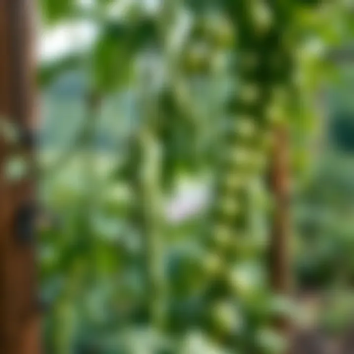 Healthy bean plants climbing a trellis