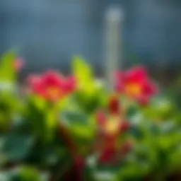 A blooming radish plant showcasing its vibrant flowers