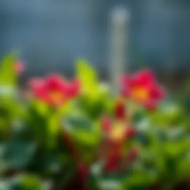 A blooming radish plant showcasing its vibrant flowers