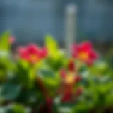 Vibrant Radish Blooms A blooming radish plant showcasing its vibrant flowers