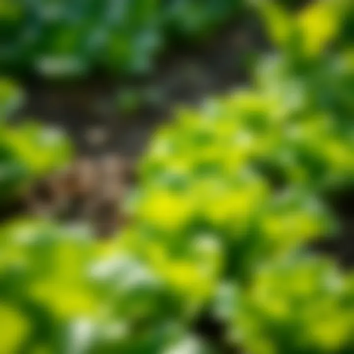 Lush green lettuce thriving in a garden bed