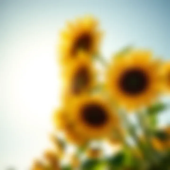 A cluster of bright sunflowers stretching towards the sun