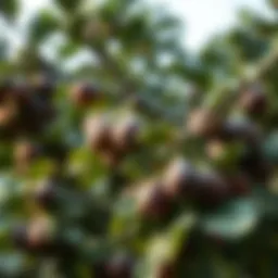 Lush fig tree with ripe fruits