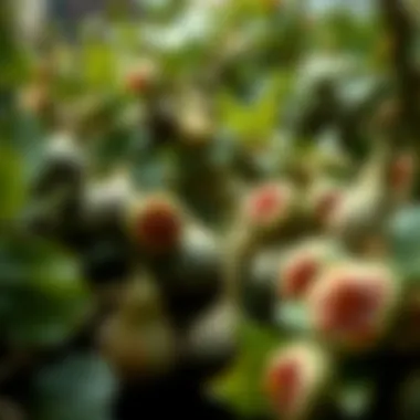 Diverse Selection of Fig Tree Varieties Various fig tree varieties displayed