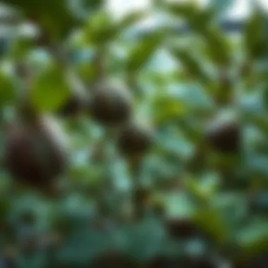 Optimal Watering Schedule for Fig Trees Watering schedule for fig trees