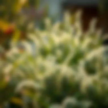 Ecological benefits of flowing bushes in a landscape setting