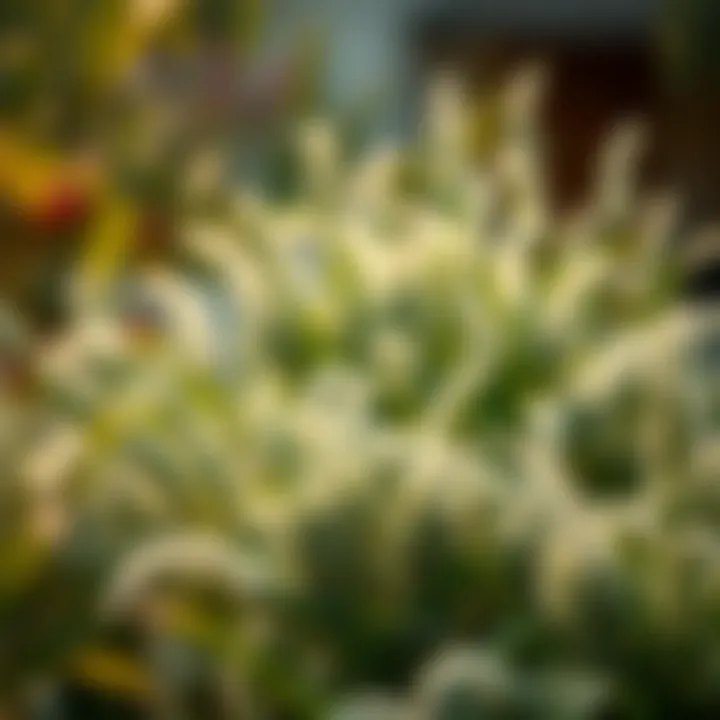 Ecological benefits of flowing bushes in a landscape setting