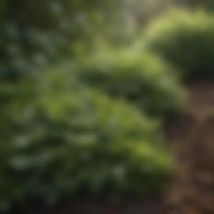 Close-up of lush, green ground cover plants thriving under sunlight