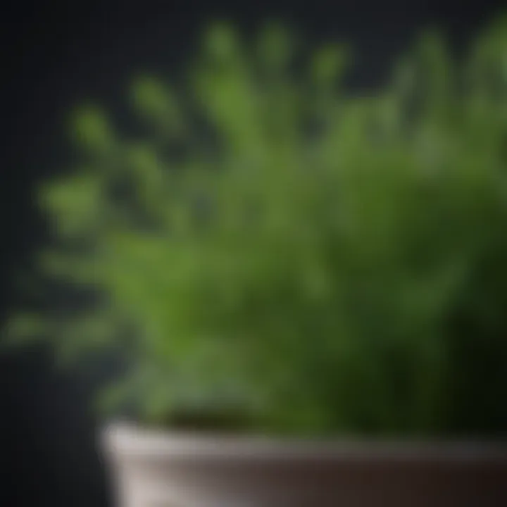 Close-up of fresh dill leaves flourishing in a pot, highlighting their feathery texture.