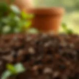 Harnessing the Power of Coffee Grounds: A Nitrogen-Rich Resource for Home and Garden Introduction