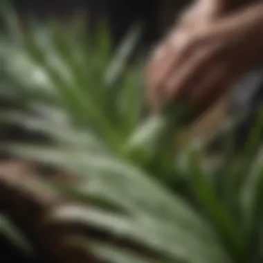 Close-up of aloe leaf being cut for harvesting