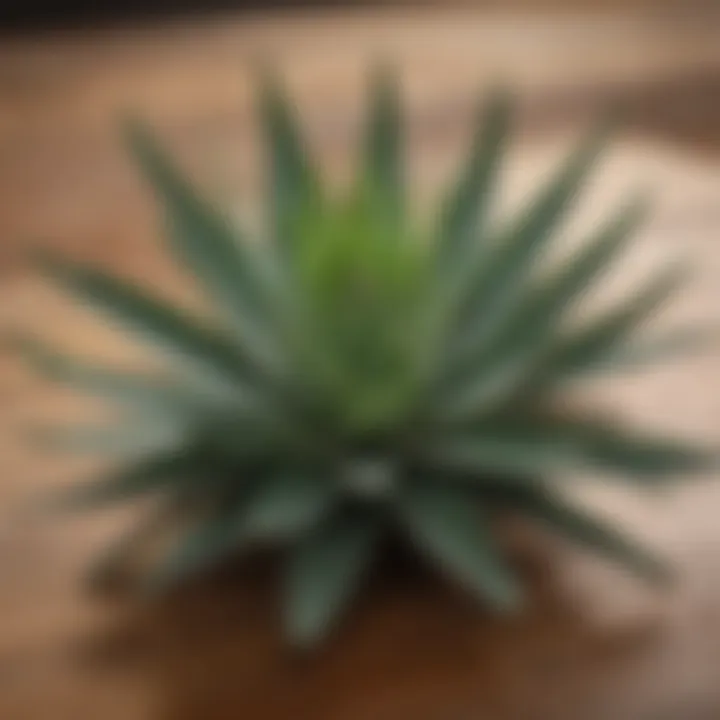 Aloe leaves displayed on a wooden surface for usage